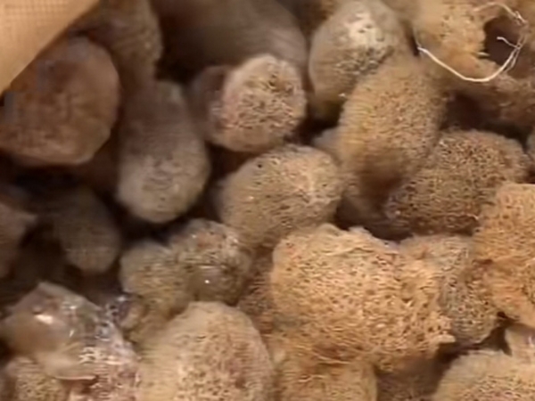 GA黄金甲卵茧