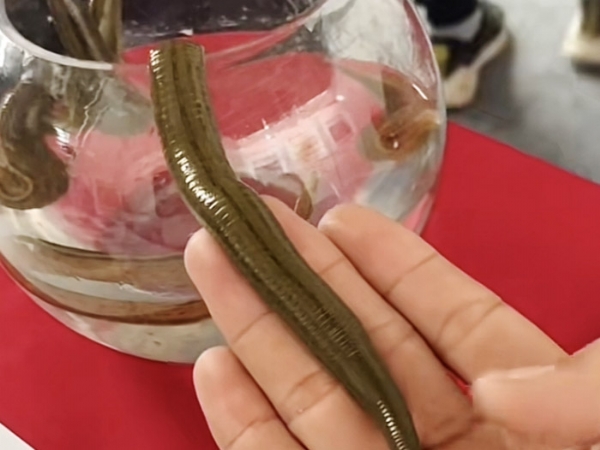 GA黄金甲成苗
