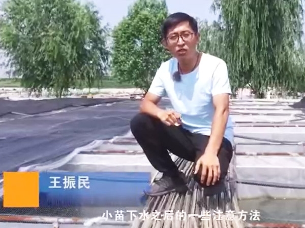 GA黄金甲小苗下水后的注重和操作