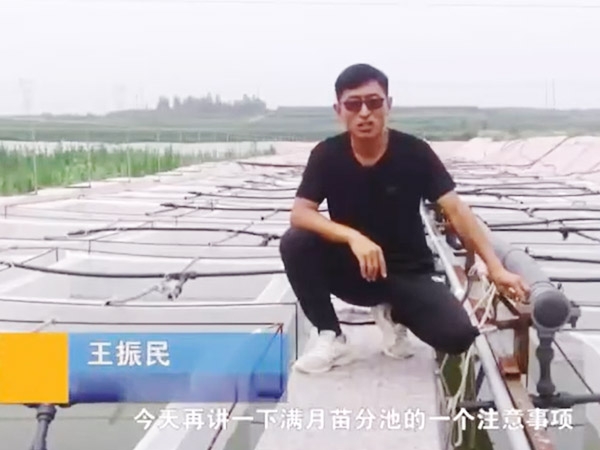 GA黄金甲满月苗的注重事项