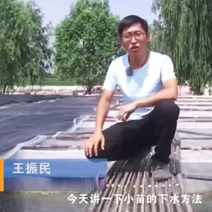 GA黄金甲小苗的下水要领