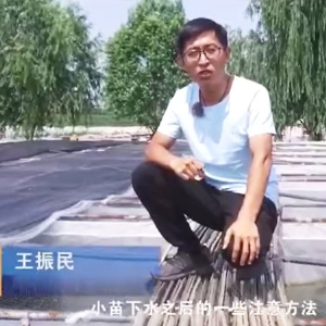 GA黄金甲小苗下水后的注重和操作